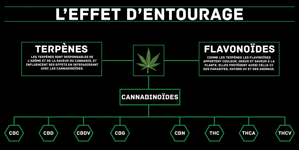 L'effet d'entourage