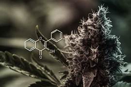 Les flavonoïdes