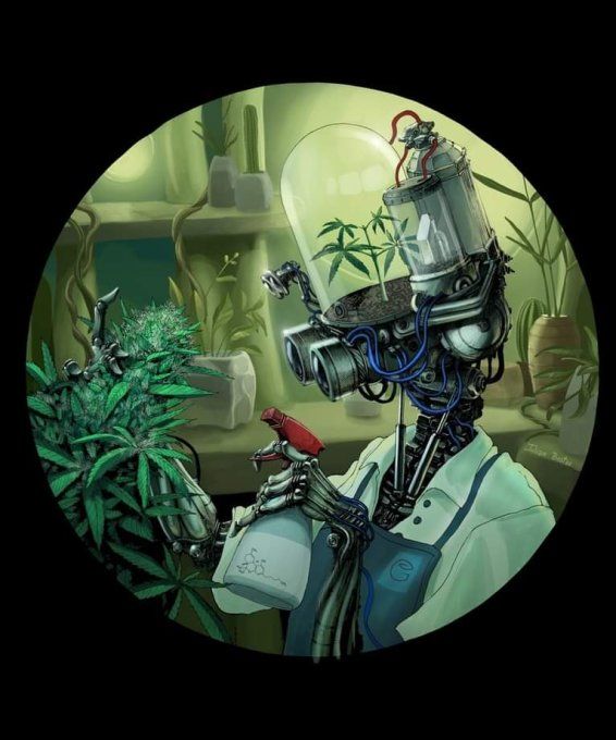 RESINE: THC JD PAKISTANO Le gramme à partir de